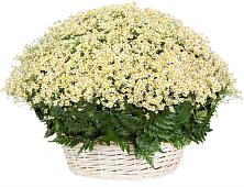 Цветочная композиция из Ромашки в корзине #REPLACE_PRED# Бекешевской